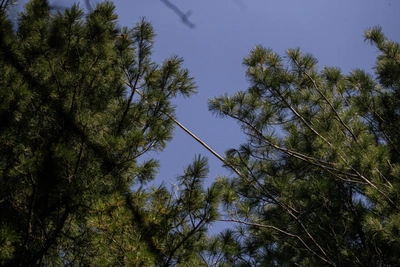 В Новосибирской области нашли медвежонка без матери