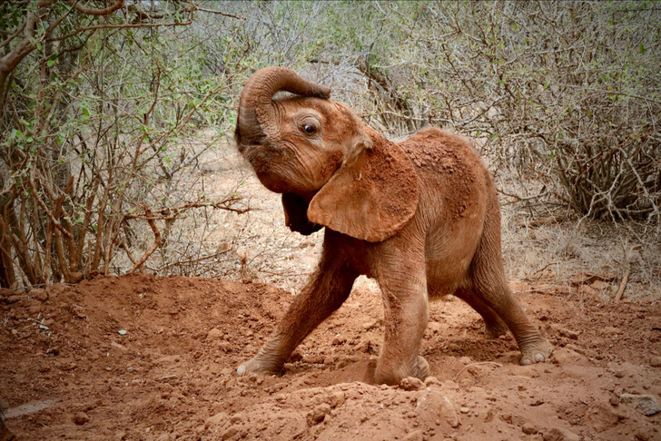 Осиротевший слоненок позирует кенийскому фотографу