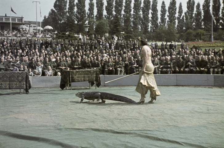 Крокодил на спортивном фестивале в Берлине, 1938 | Источник: akg-images / Alfred Hennig