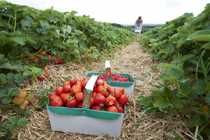 Урожай без дачи: где бесплатно набрать ягод и фруктов