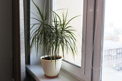 Three Low-Maintenance Houseplants That Attract Good Luck