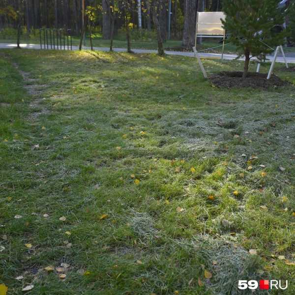 Тропинки заиндевели сильнее, чем трава вокруг | Источник: Антон Вотяков / 59.RU