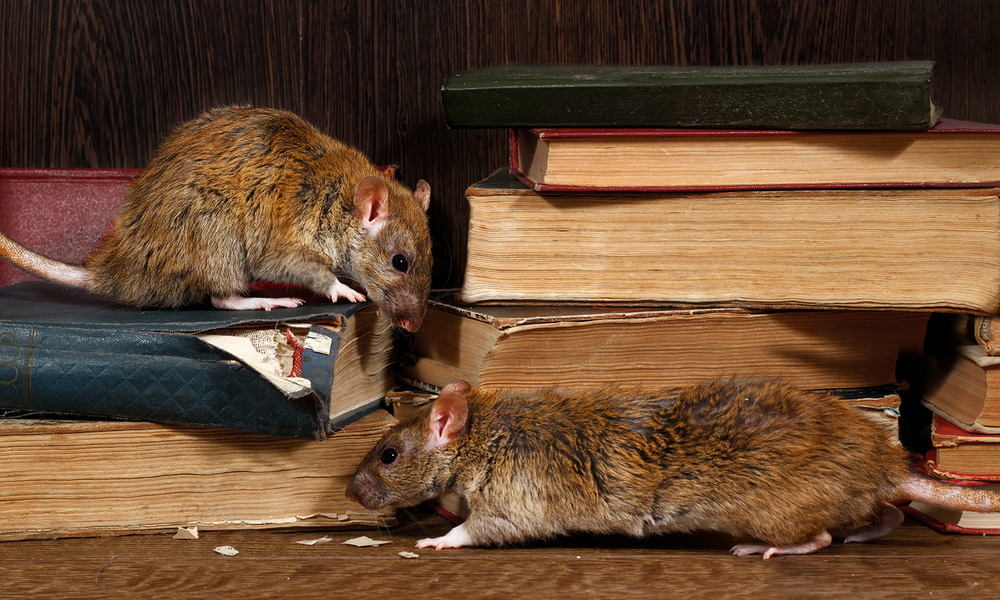 Список самых больших крыс нашей планеты: Фото и описание
