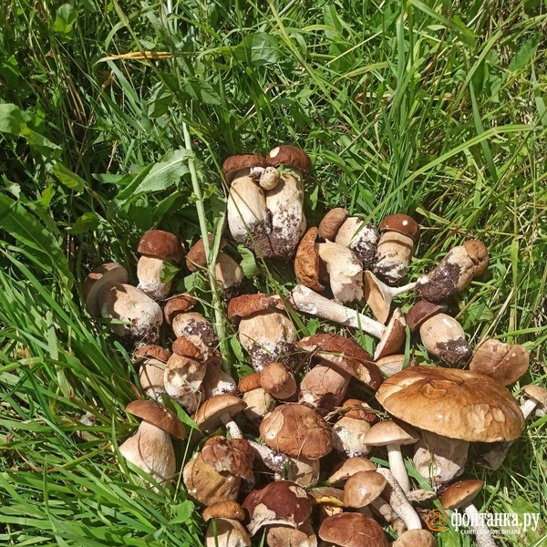 Источник: Светлана Григошина / «Фонтанка.ру»