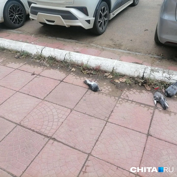 Источник: очевидец