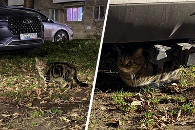 В Закамске ищут хозяев ласкового кота с мраморным окрасом