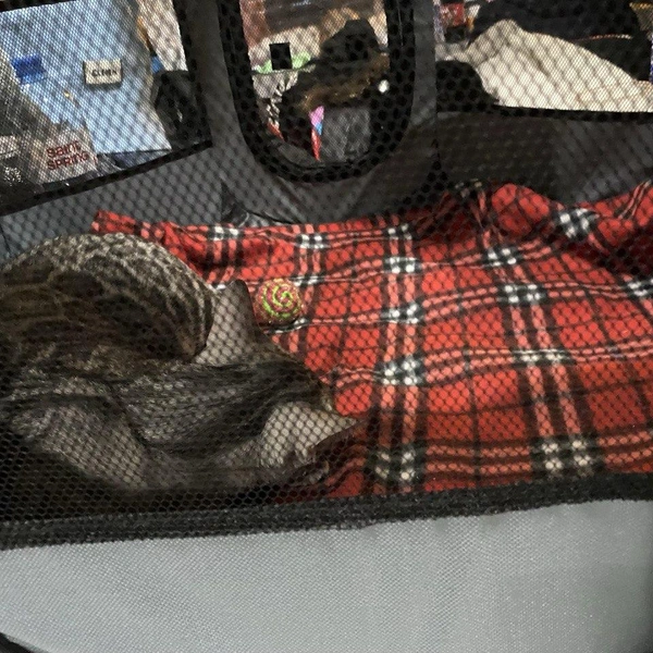 Источник: Ирина Господаренко / NGS22.RU