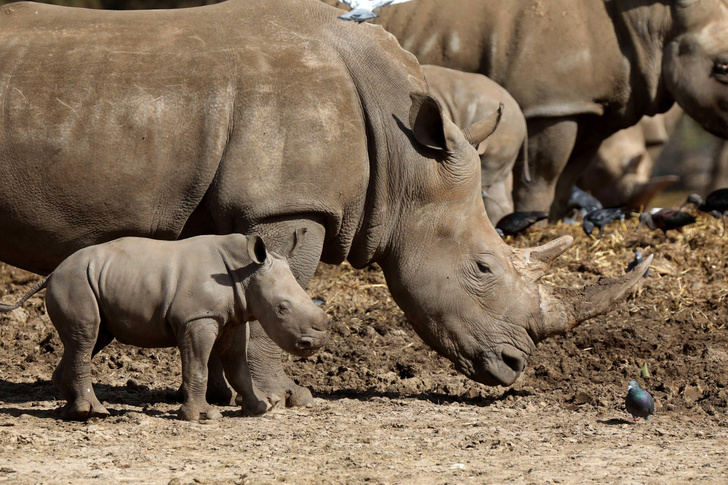 Продаются 2000 носорогов: кто и зачем ищет покупателя для современного «Ноева ковчега»?