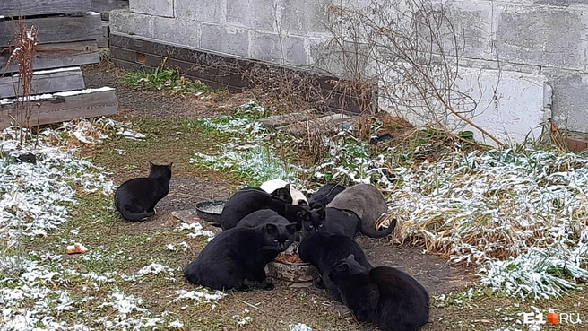 Иллюстративный снимок: на нем не те кошки, в пользу которых вынесли решение | Источник: читатель E1.RU