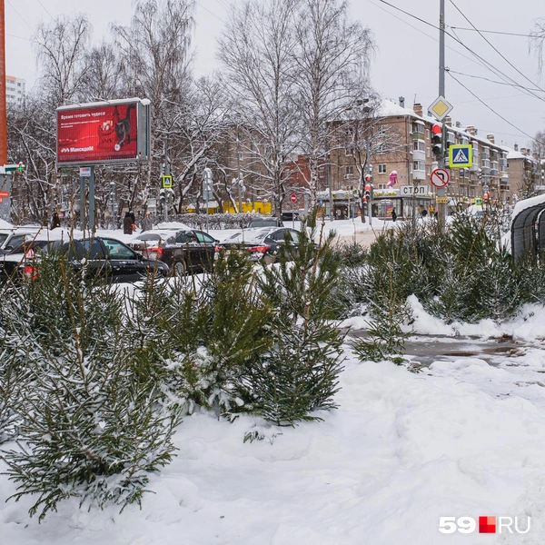 Источник: Тимофей Калмаков / 59.RU