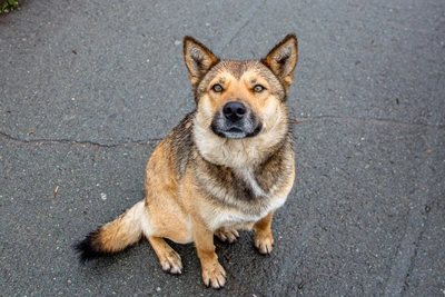 Рейд на нечипированных собак в Чите может состояться летом