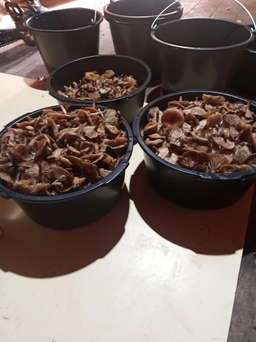 В Рыбинске продолжают набирать грибочки на «солонину» | Источник: Сергей Богданов, Грибы Ярославской области / Vk.com