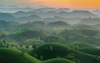 Над чайными плантациями Вьетнама поднимается дымка