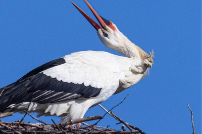 Токующего аиста увидели в Гатчинском районе