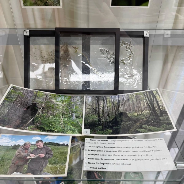 Гербарий из редких растений | Источник: Наталья Пальникова / 59.RU