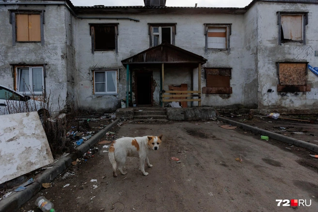 Один из последних домов на старой Лесобазе имеет в арсенале своего уличного пса. Вероятно, оставшиеся здесь жители подкармливают его | Источник: Ирина Шарова / 72.RU