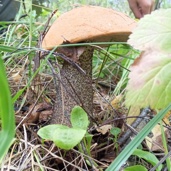 Источник: Дары лесов Урала. Грибы Екатеринбурга и области / Vk.com