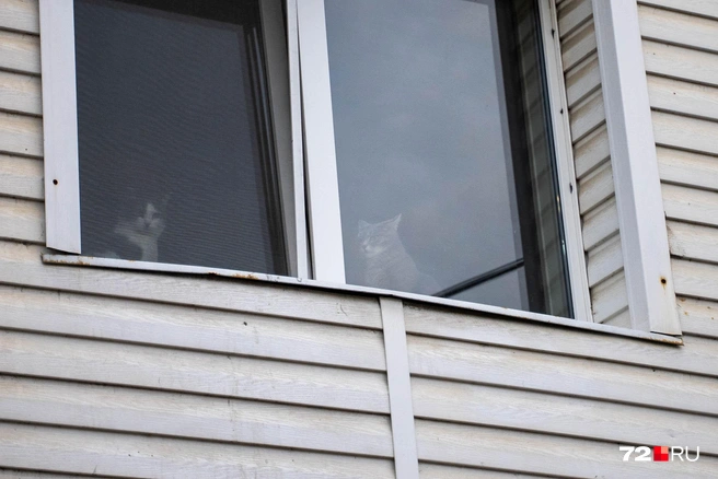 А может, и уйти с новым другом | Источник: Илья Чикотин / 72.RU