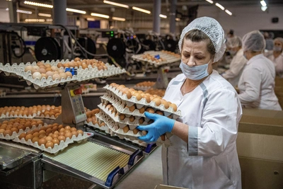 Губернатор прокомментировал спад выпуска яиц