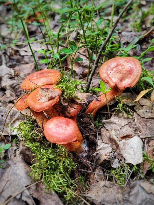 Источник: Солнечные зайчики / T.me