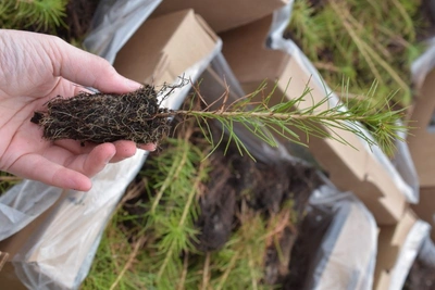 В Плюсском районе высадили более 8,5 тыс сеянцев сосны