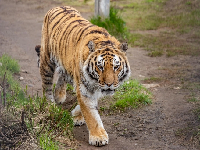 Тигр Тамерлан скончался в Ярославском зоопарке | Источник: Кирилл Поверинов / 76.RU