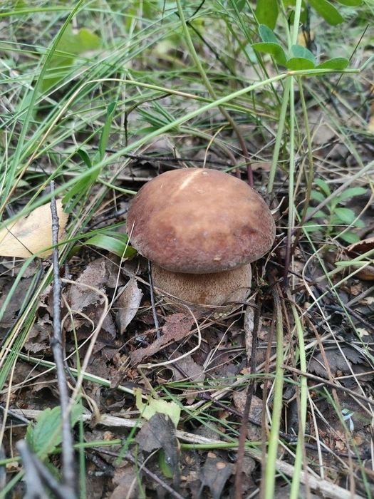 «6 декабря, на минуточку», — написала нижегородка и показала гриб, который нашла в лесу зимой | Источник: Любовь Ануфриева / Грибы и Ягоды НН Нижегородский форум грибников / Vk.com