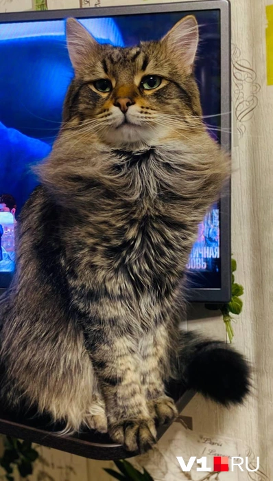 Приз в номинации «Самый важный» забирает вот этот серьезный красавец | Источник: читатели V1.RU