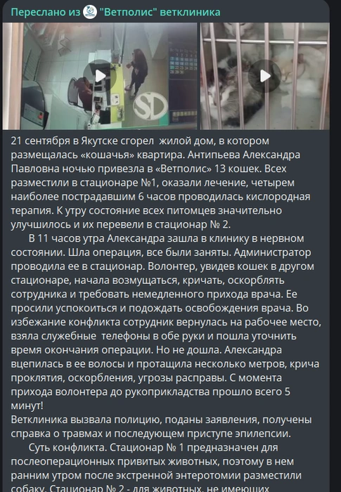 Этот пост клиника уже удалила | Источник: «Ветполис» / T.me