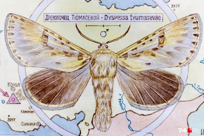 Древоточец&nbsp;— ночная бабочка | Источник: Наталья Лапцевич