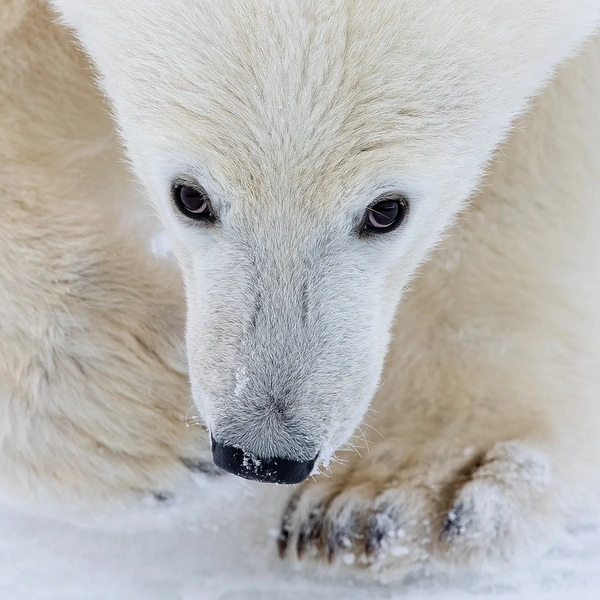 Детеныш белого медведя позирует для портрета на Шпицбергене | Источник: Nima Sarikhani / Wildlife Photographer of the Year 2025