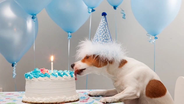 Таблица: возраст собаки по человеческим меркам