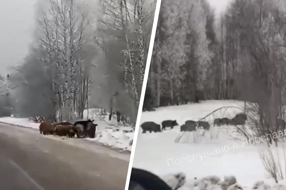 Смешные видео с кабанами, что за стадо вышло на трассу в Угличском районе  Ярославской области, что за фермы в Харитоново, что такое гибрид кабана и  свиньи, в ярославской деревне скрестили хряка и