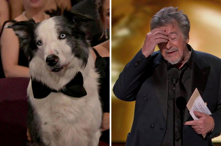 Хлопающий пес и растерянный Аль Пачино: самые забавные и неловкие моменты на «Оскаре-2024»