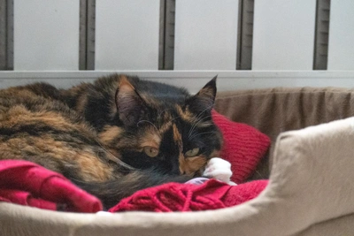 Москву ждет похолодание до минус 22 градусов