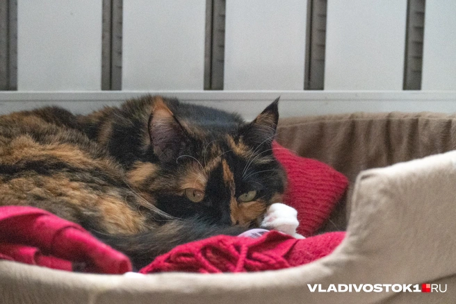 «Понижение температуры до минус 22». В Москве резко похолодает — дома начинают усиленно греть | Источник: Елена Буйвол / VLADIVOSTOK1.RU