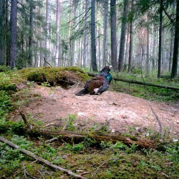 Источник: Каждой твари по паре / Телеграм