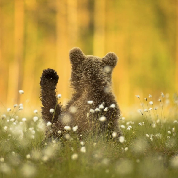 «Грустно без ежика» | Источник: Amit Eshel / Nature Photographer of the Year 2020