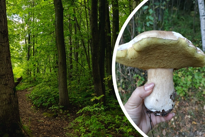 В Ярославской области нашли огромный белый гриб | Источник: Кирилл Поверинов / 76.RU, Светлана Рзаева, Грибы Ярославской области / Vk.com