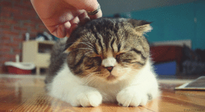Источник: giphy.com