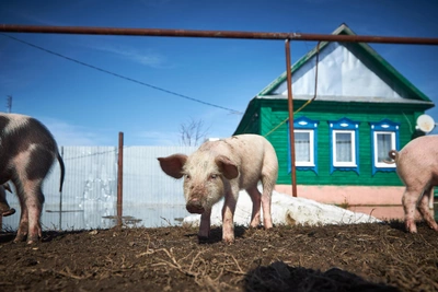 В Рязанской области ввели карантин по бешенству