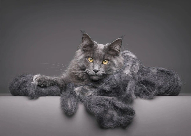 Источник: Mirka Koot / Pet Photography Awards&nbsp;— 2025