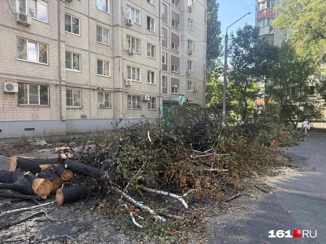 Источник: Марина Рыбалкина / 161.RU