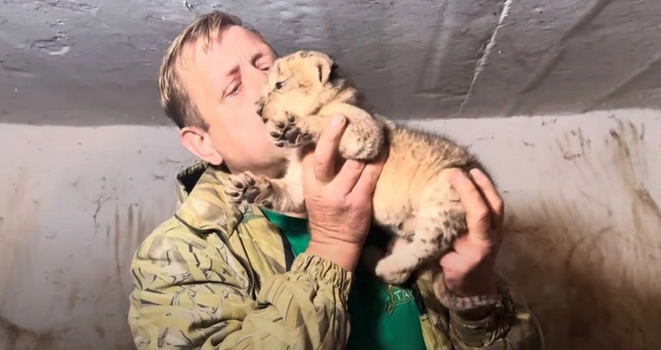 Это не первый случай нападение львов на людей в парке «Тайган»