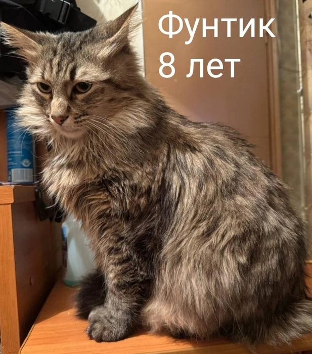 Источник: Помощь бездомным животным г. Полярные Зори! / Vk.com