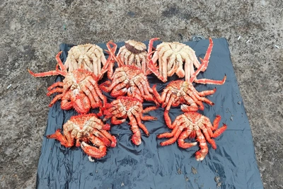 Полиция пресекла незаконную продажу краба в Долинском районе