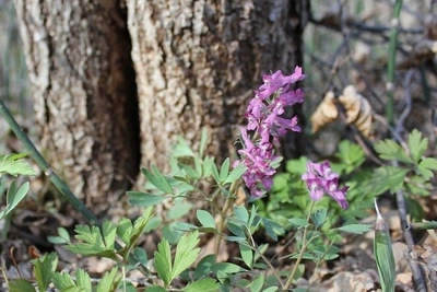 Комсомольский заповедник призывает беречь первоцветы