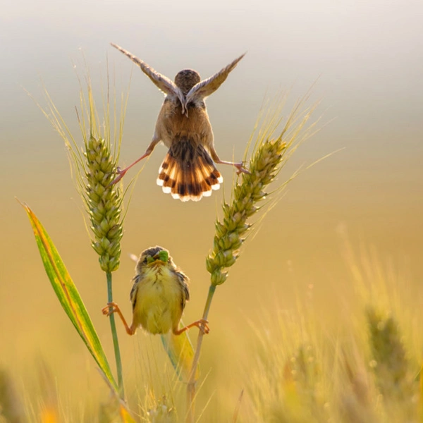«А так ваш Ван Дамм может?» | Источник: Fuyang Zhou / Travel Photographer of the Year 2018