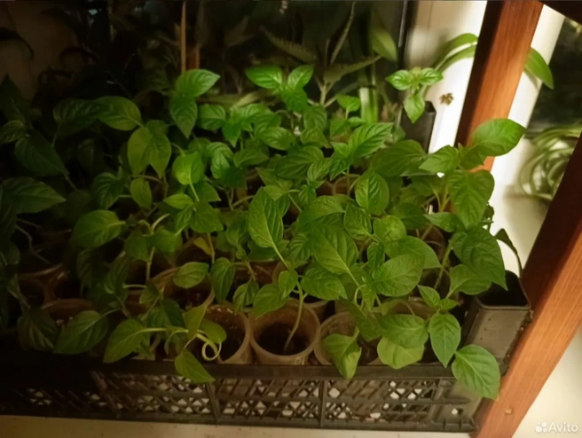 Перцы продают не пикированными | Источник: Сайт бесплатных объявлений