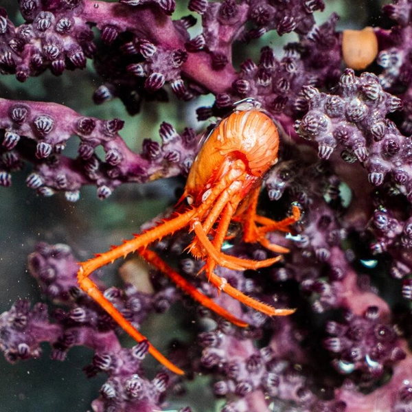 Японские океанологи открыли 38 новых живых существ. Посмотрите, кто обитает в Нанкайском желобе